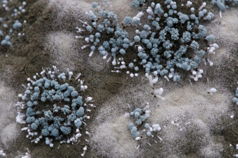 Can Mold Spores Kill You